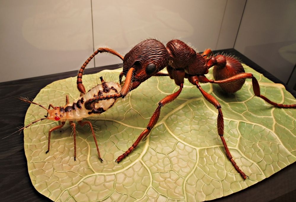 Муравей и тля на листике