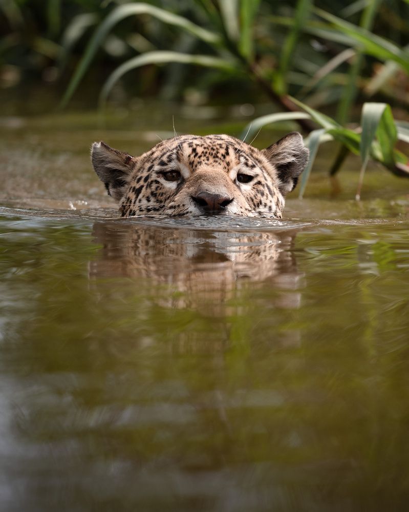 Фотография автора Karthik Subramaniam