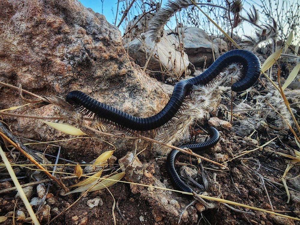 Photograph by Abdallah Dababat