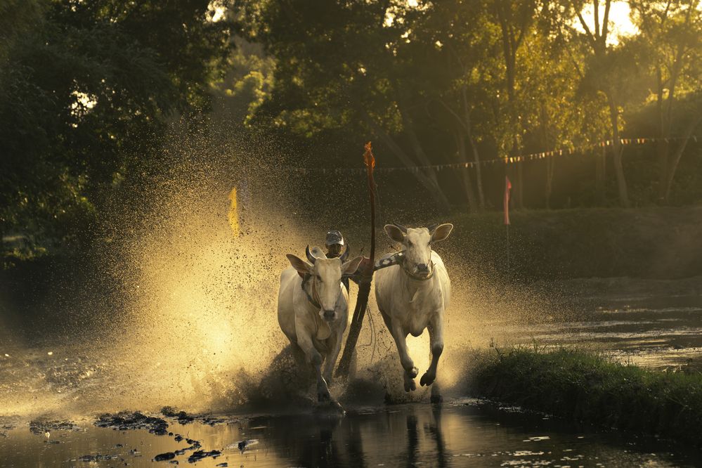 Photograph by TUONG NGUYEN