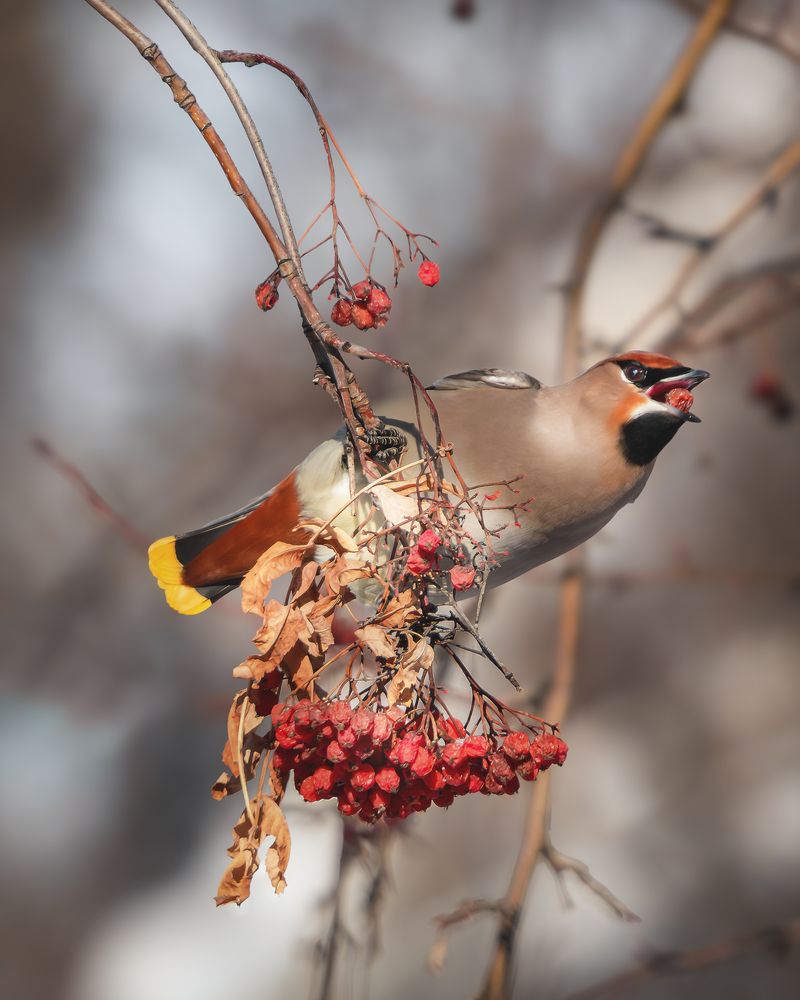 Photograph by Олег Белан