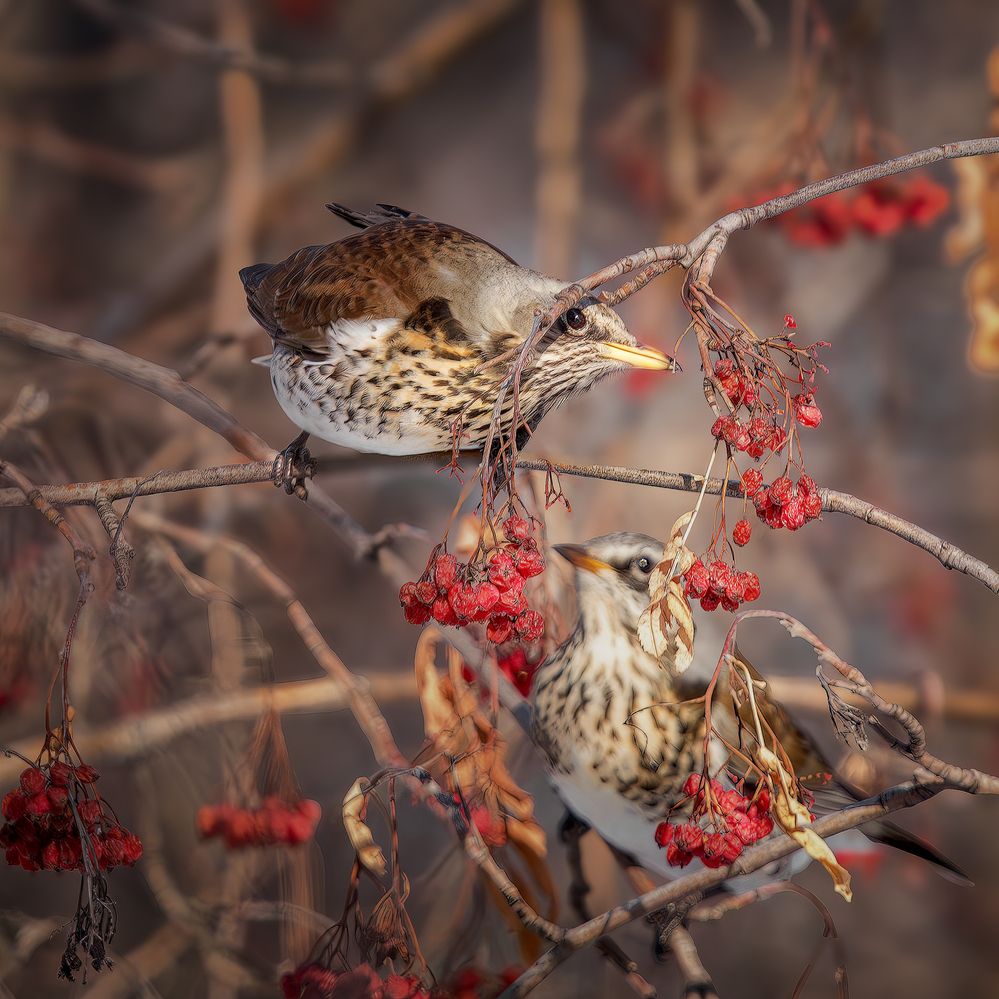 Photograph by Олег Белан