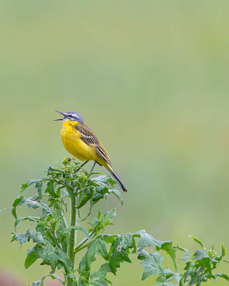 Photograph by Олег Белан