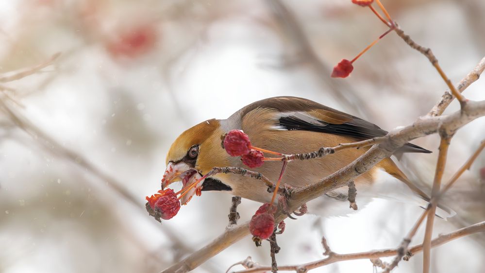 Photograph by Олег Белан