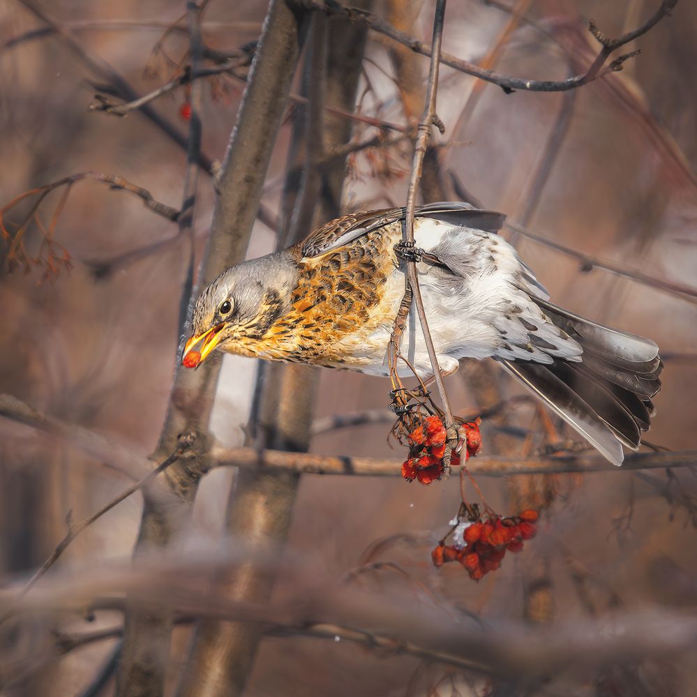 Photograph by Олег Белан