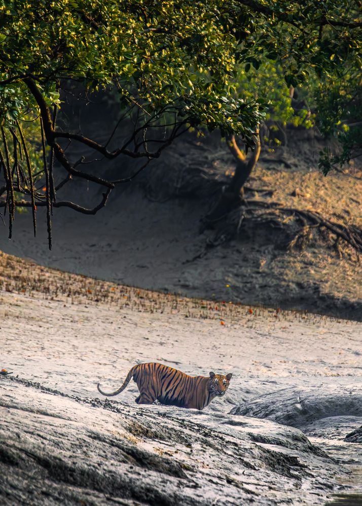 The King of Mangroves