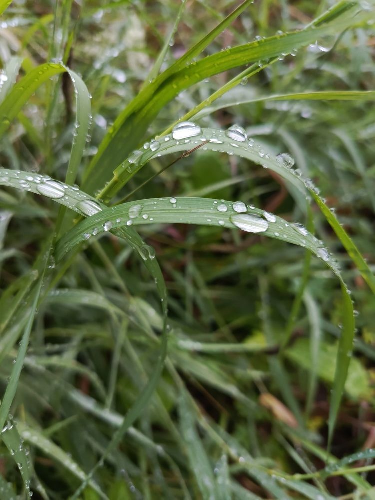 Photograph by НИНА АВЕРЬЯНОВА