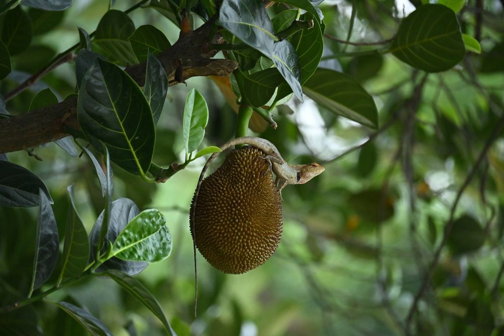 Photograph by Argho Das
