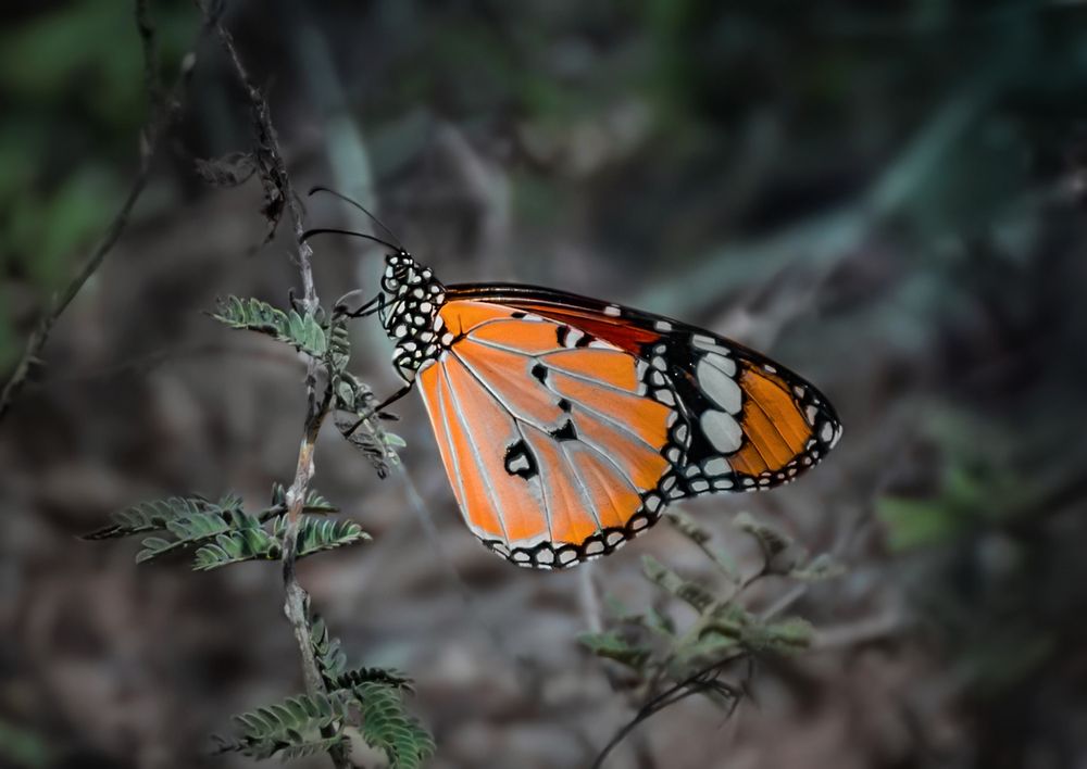 Photograph by Марина Ческис