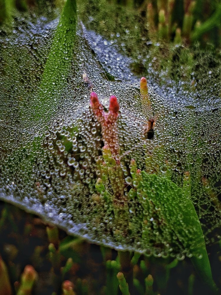 Photograph by Ольга Куцева