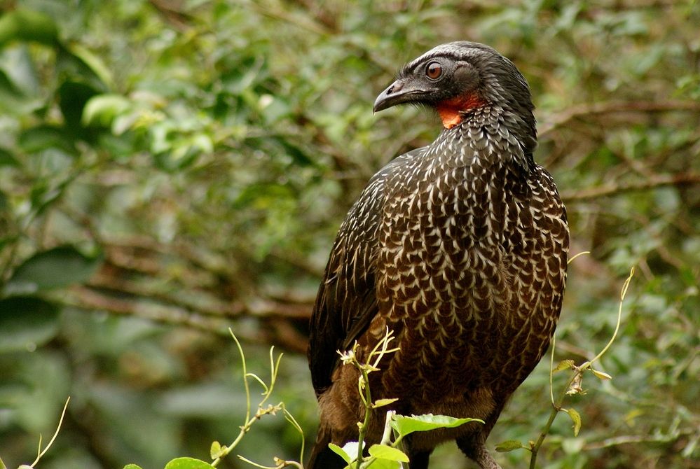 Jacú - açu (Penelope obscura)