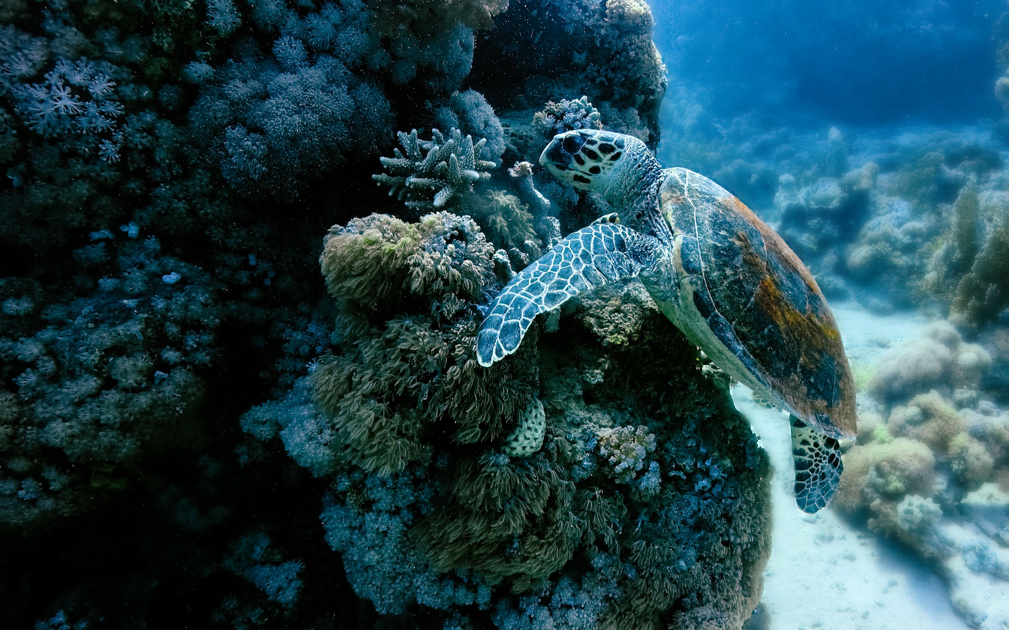 Photograph by Игорь Чернышов