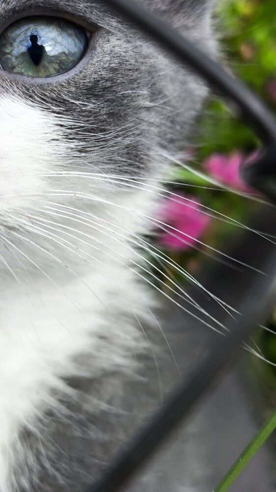 Кошачий глаз