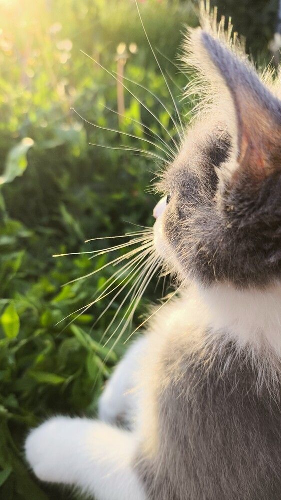 Солнечный котик