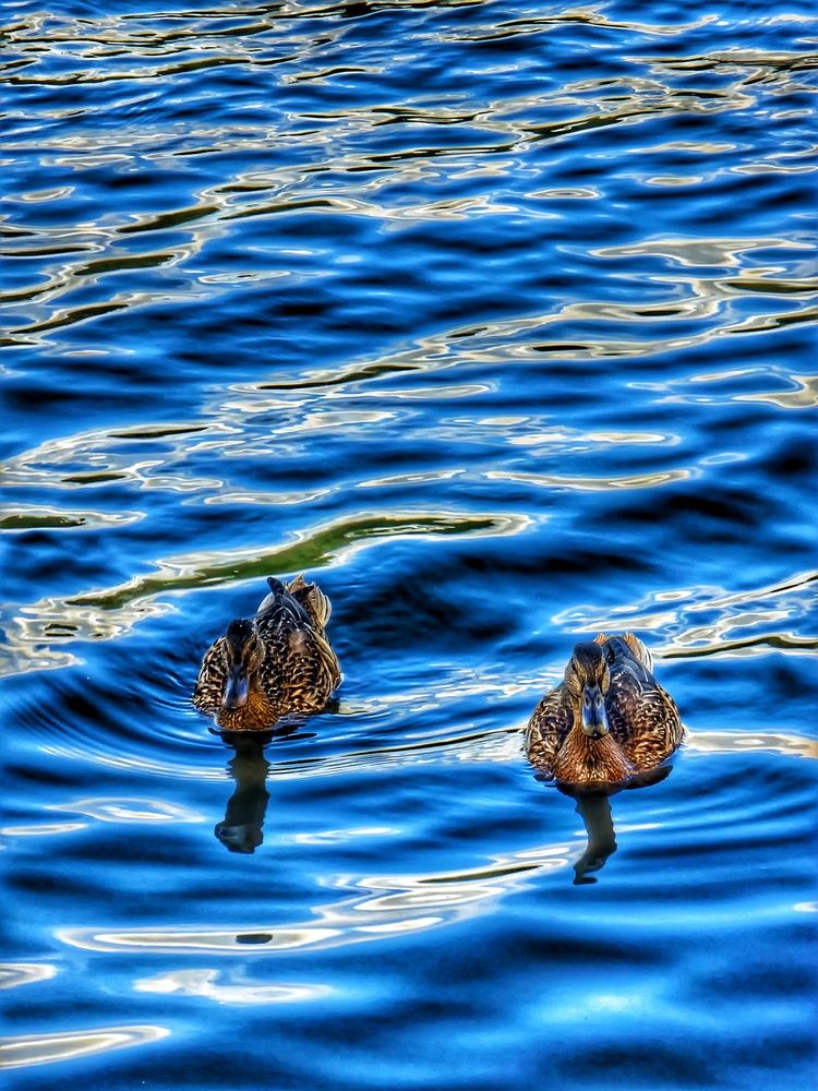 Photograph by Алена Самошина