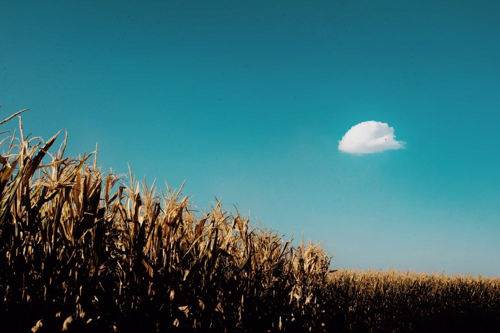 Photograph by Bahram Bayat