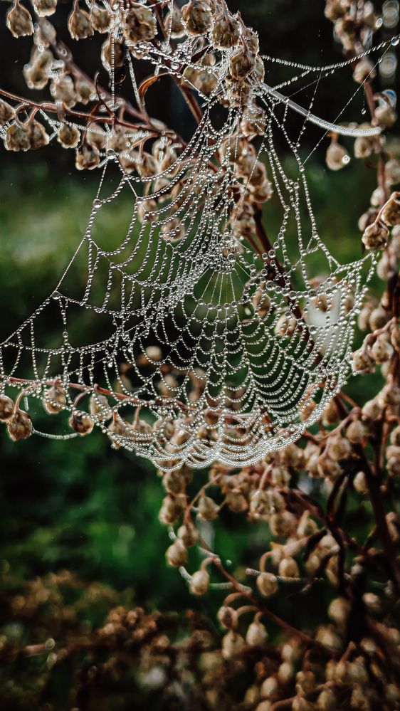 Фотография автора Эльвира Чернова