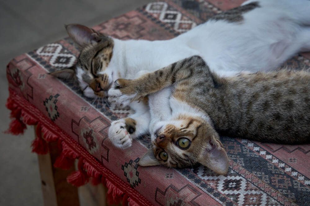 Фотография автора Dana Korolkova