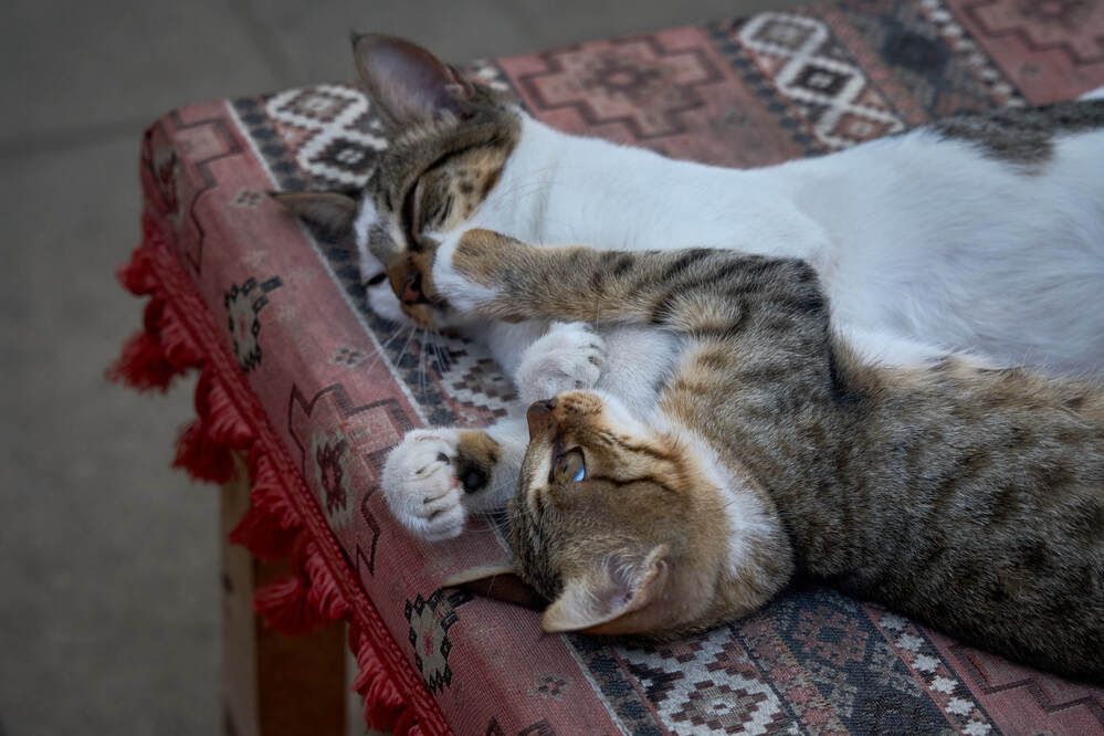 Фотография автора Dana Korolkova