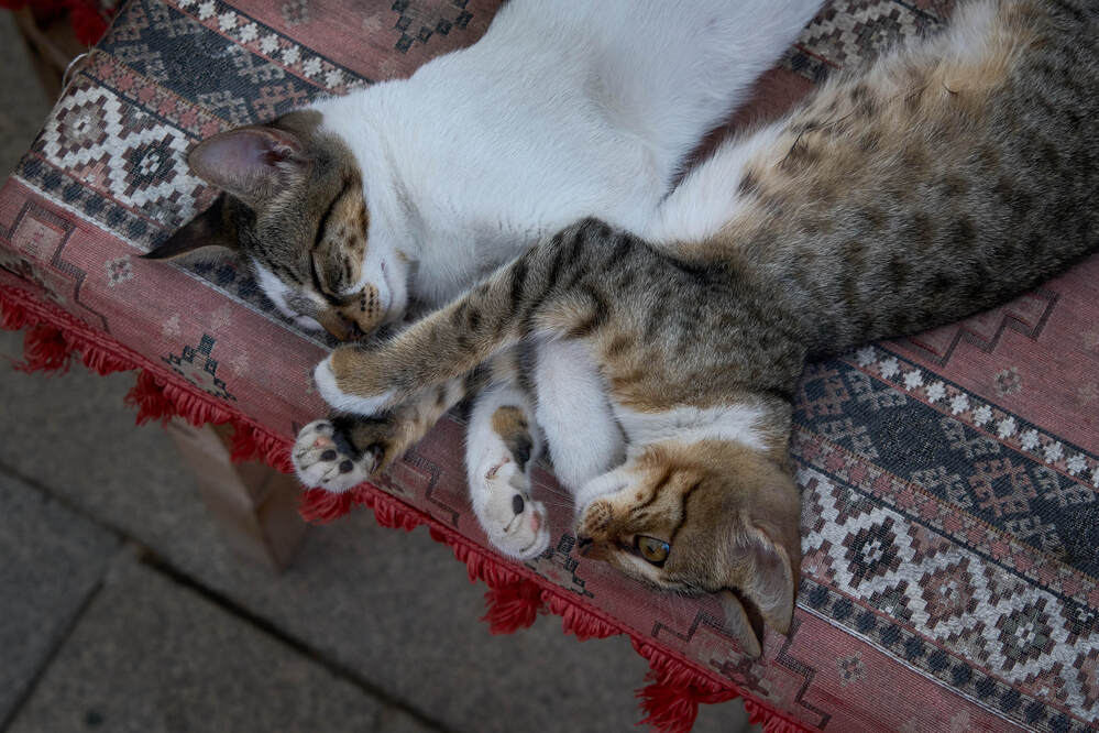 Фотография автора Dana Korolkova