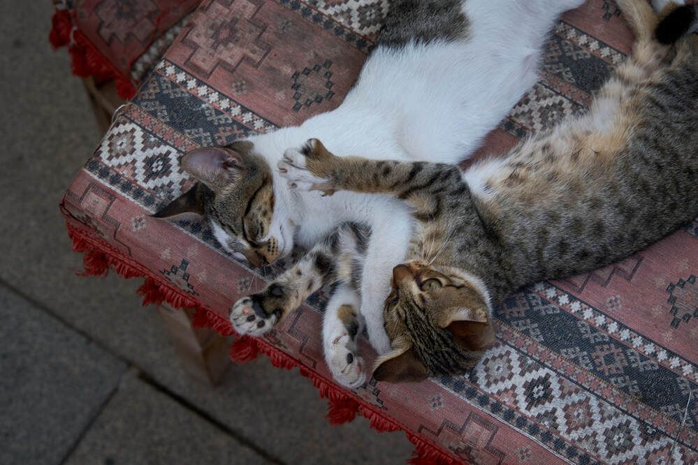 Фотография автора Dana Korolkova