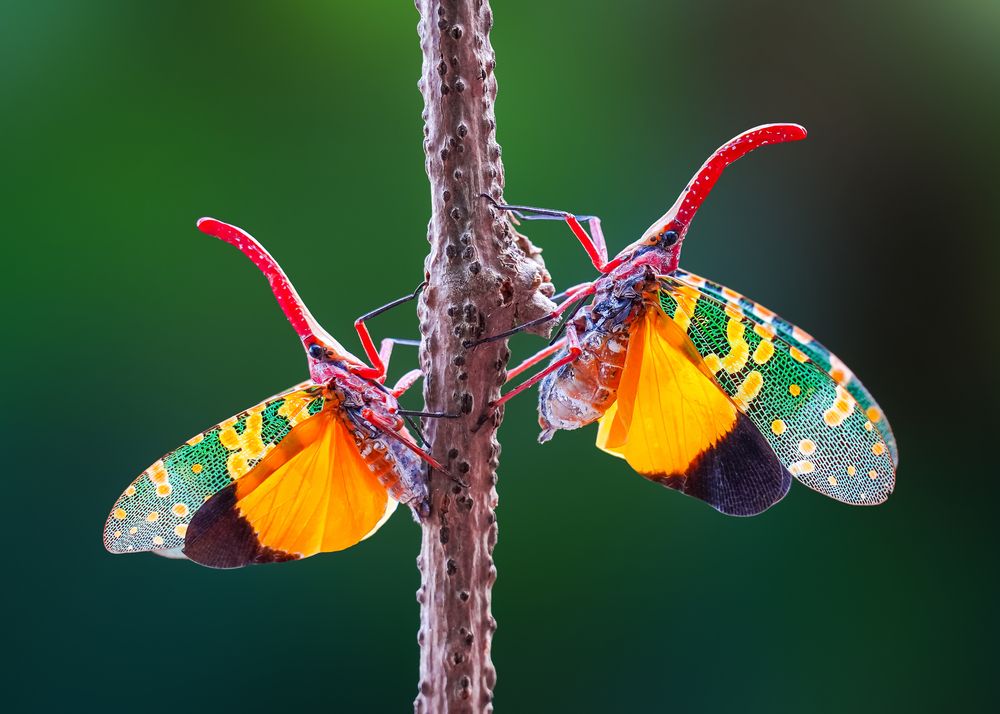 Photograph by Tran The Ngoc