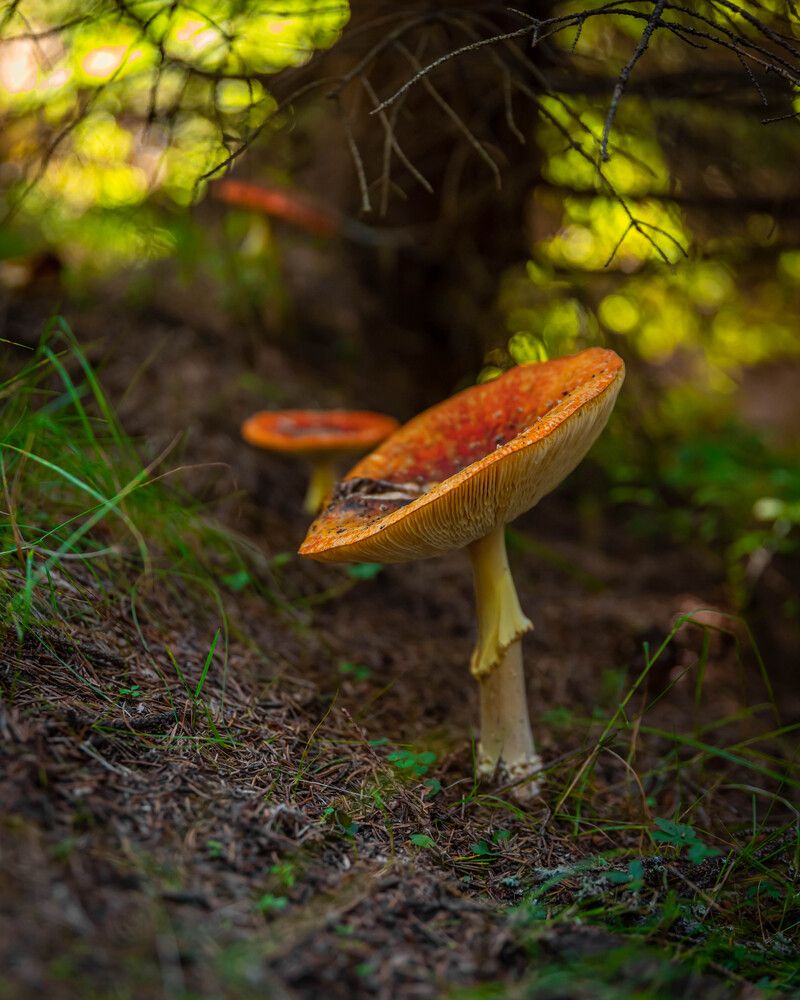 Photograph by Anton Balan