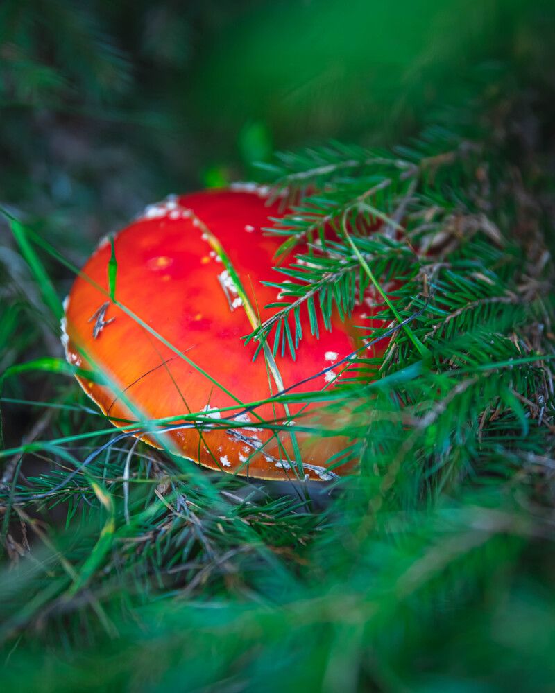 Photograph by Anton Balan