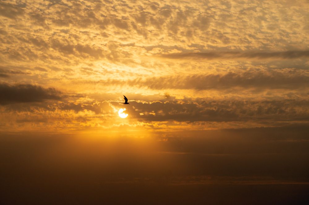 Фотография автора Максим Светличный