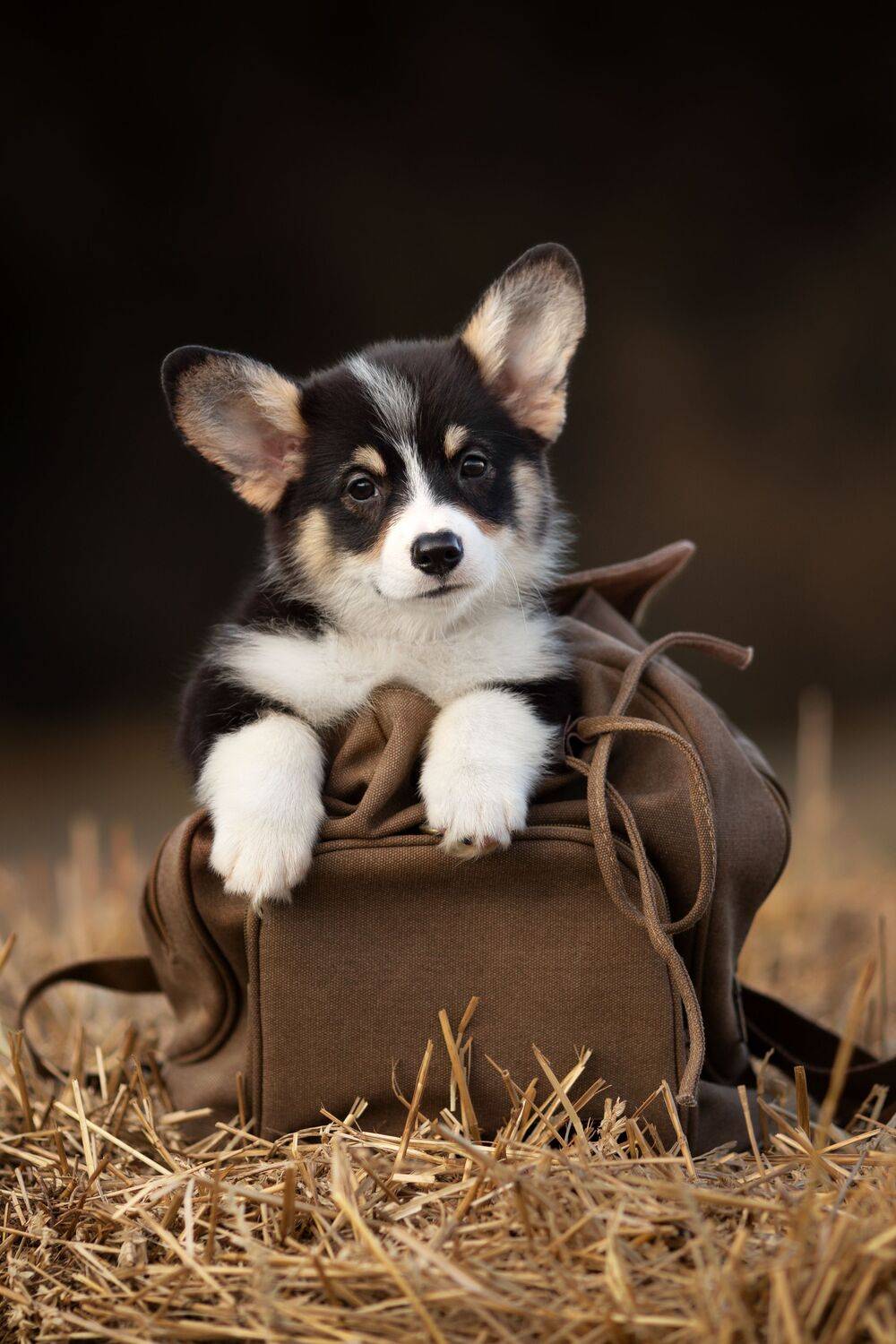 Photo #12556138