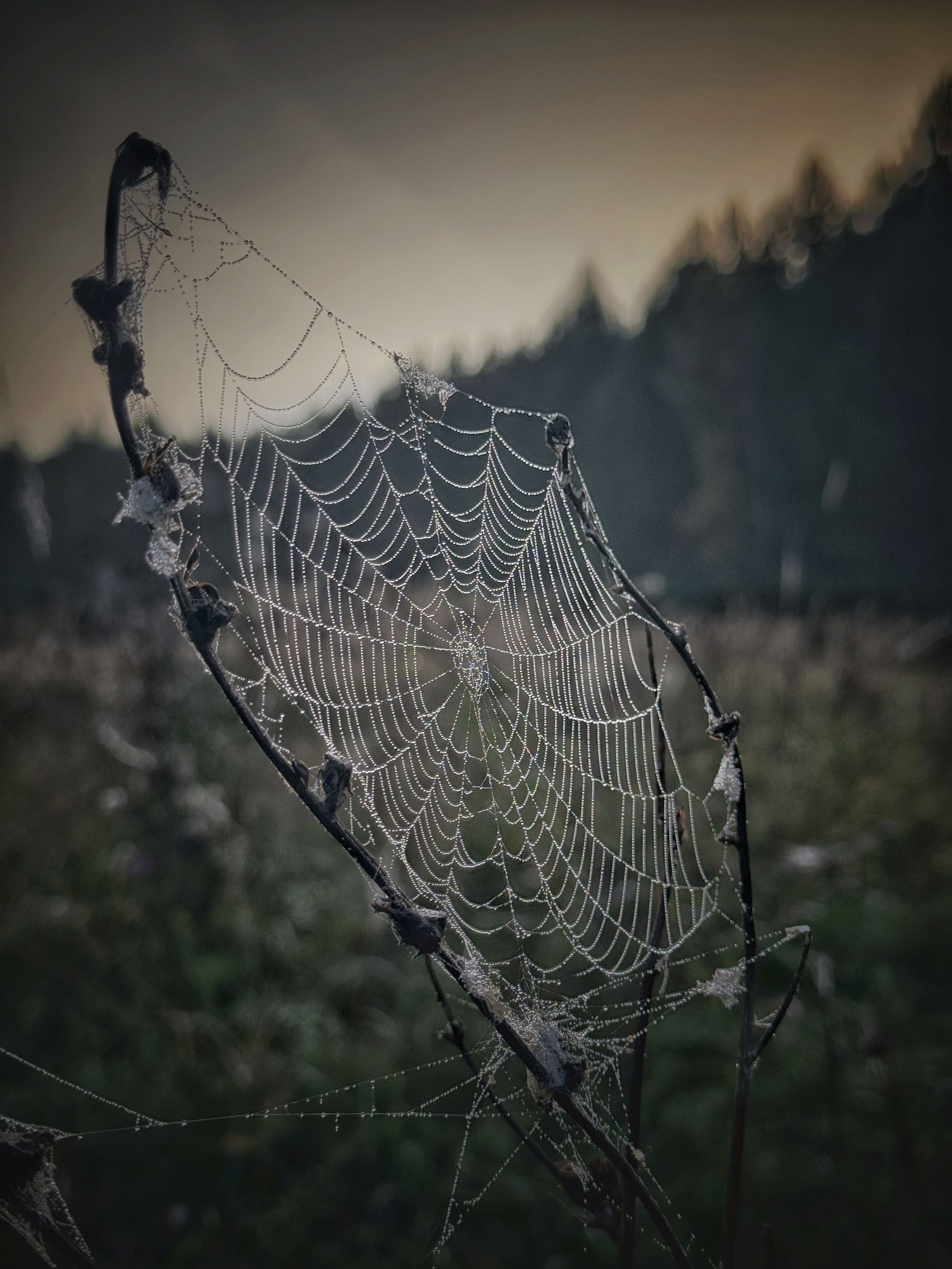 Фотография автора Кира Бахвалова