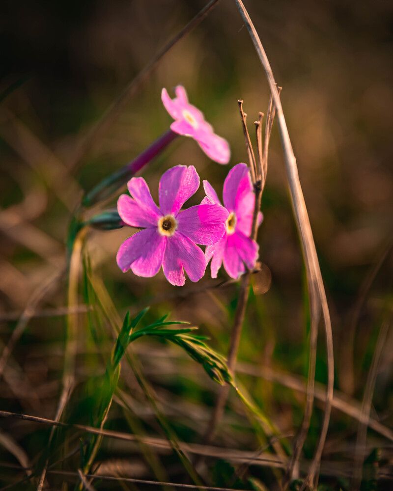 Photograph by Anton Balan