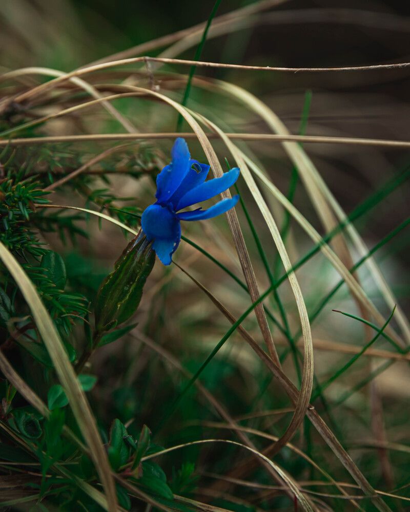 Photograph by Anton Balan