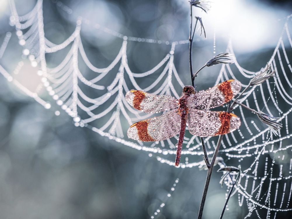 Photograph by Lapshina Vladlena