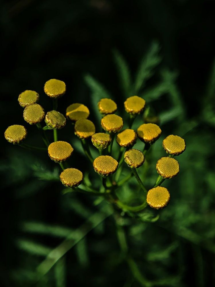 Фотография автора Natalya Firsova