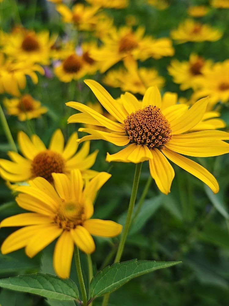 Фотография автора Natalya Firsova