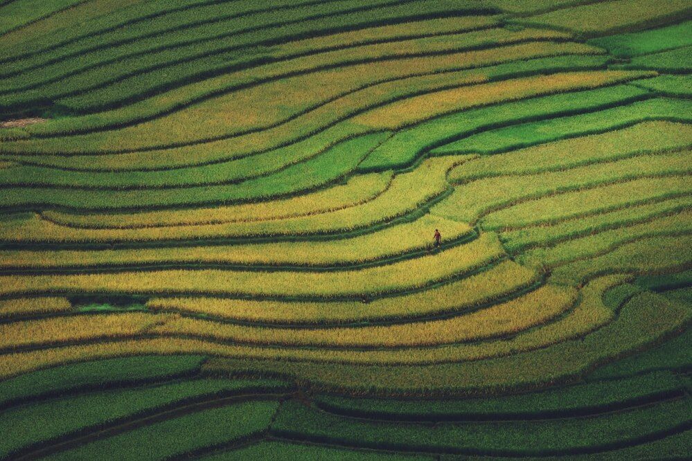 Golden Season in Lim Mong Valley