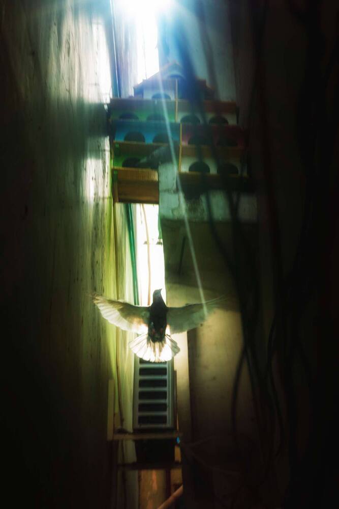 Light and Life Above the Alleyway