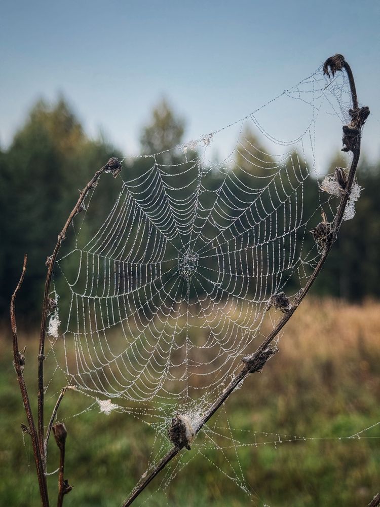 Фотография автора Кира Бахвалова