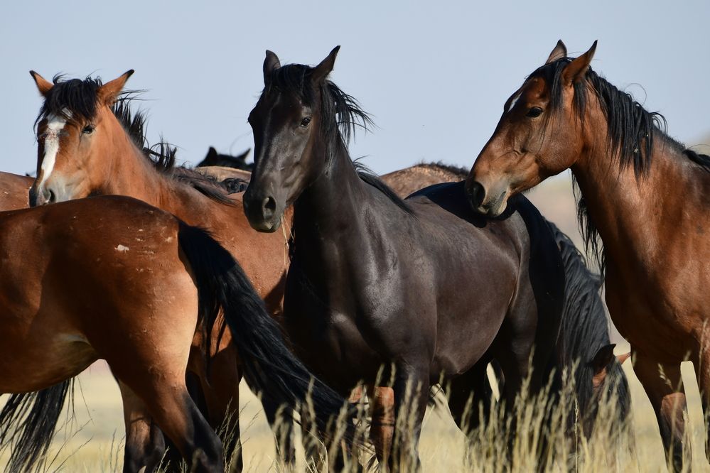 Wild Mustangs