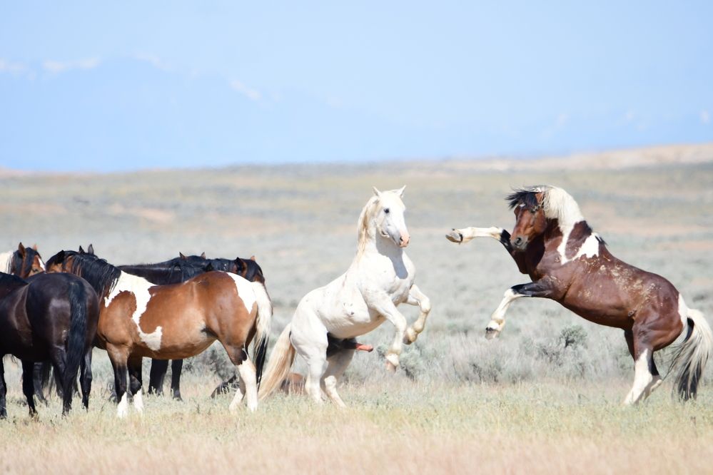 Wild Mustangs