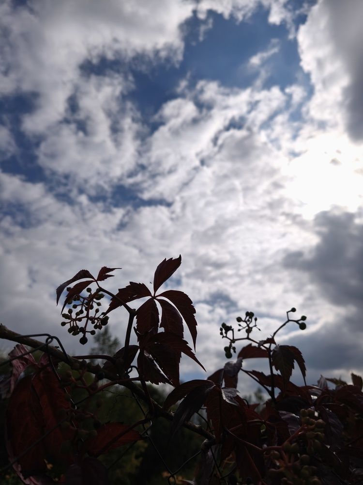 Фотография автора Татьяна Алексеева