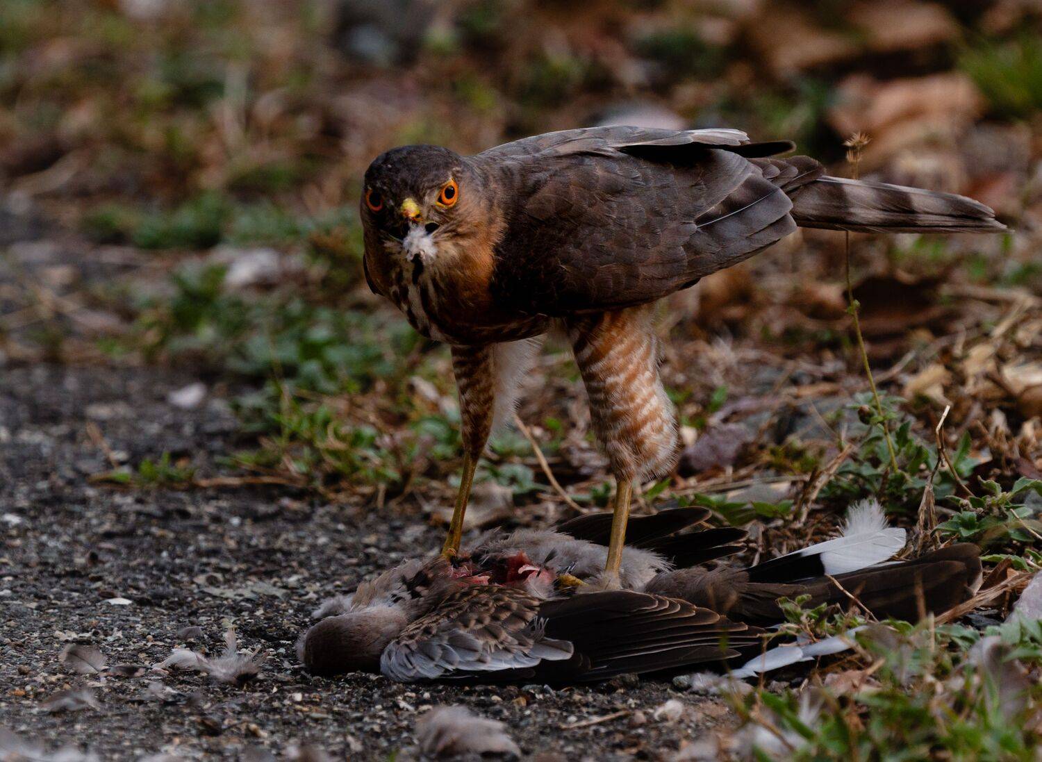 Fierce Gaze of the Hunter Fierce Gaze of the Hunter