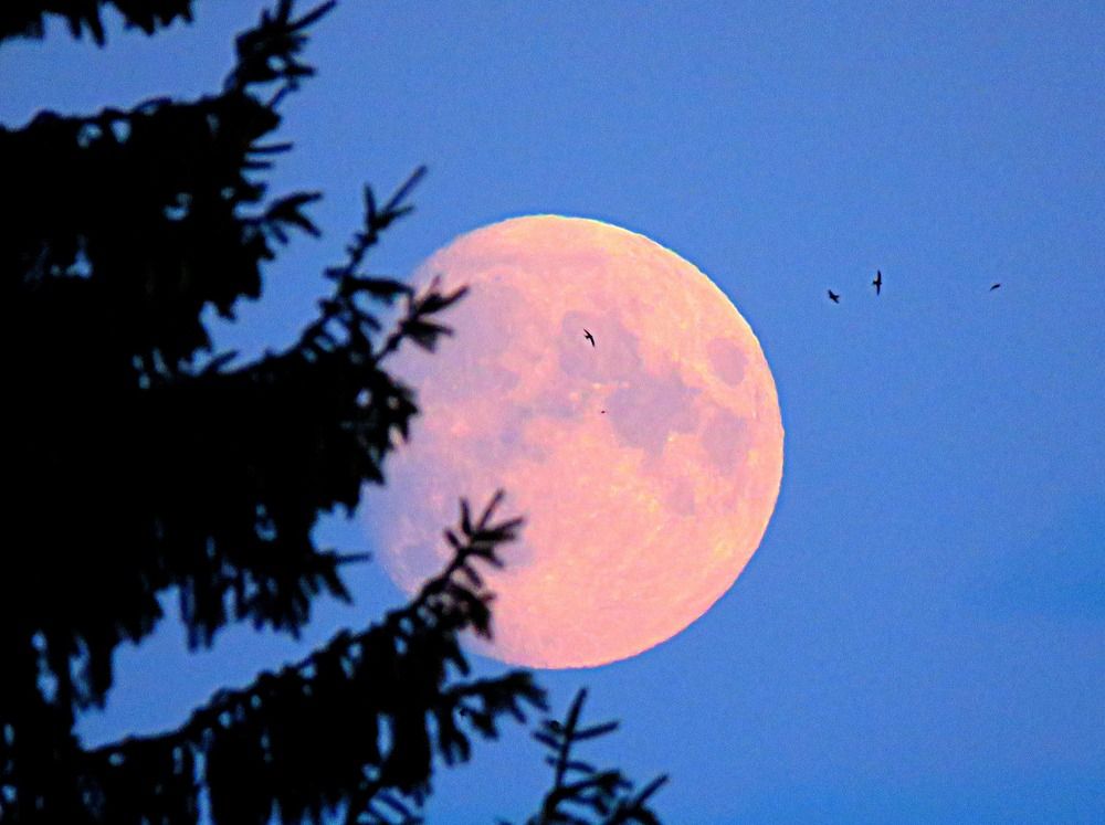 Photograph by Галина Пименова