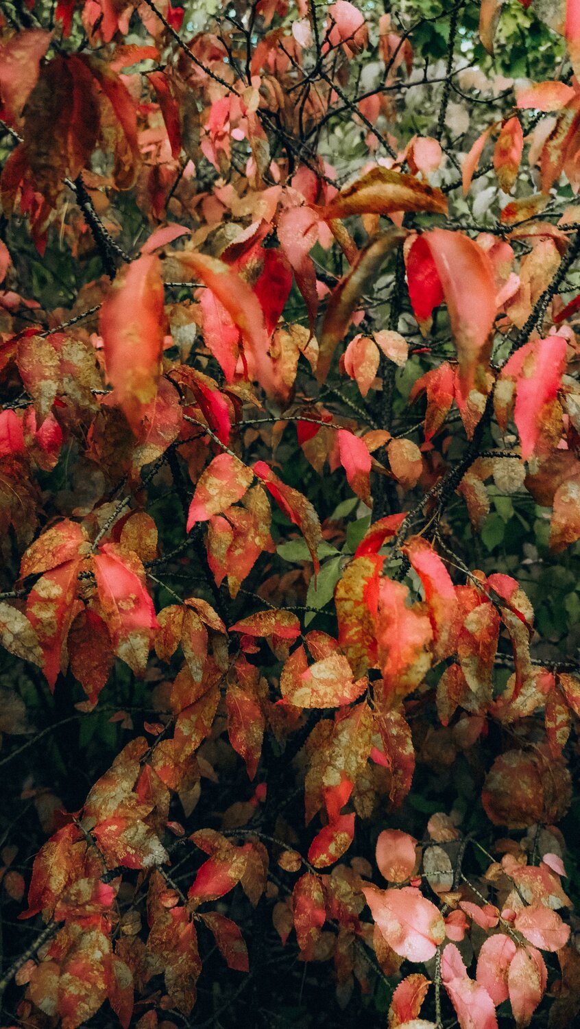 Photo #12558904