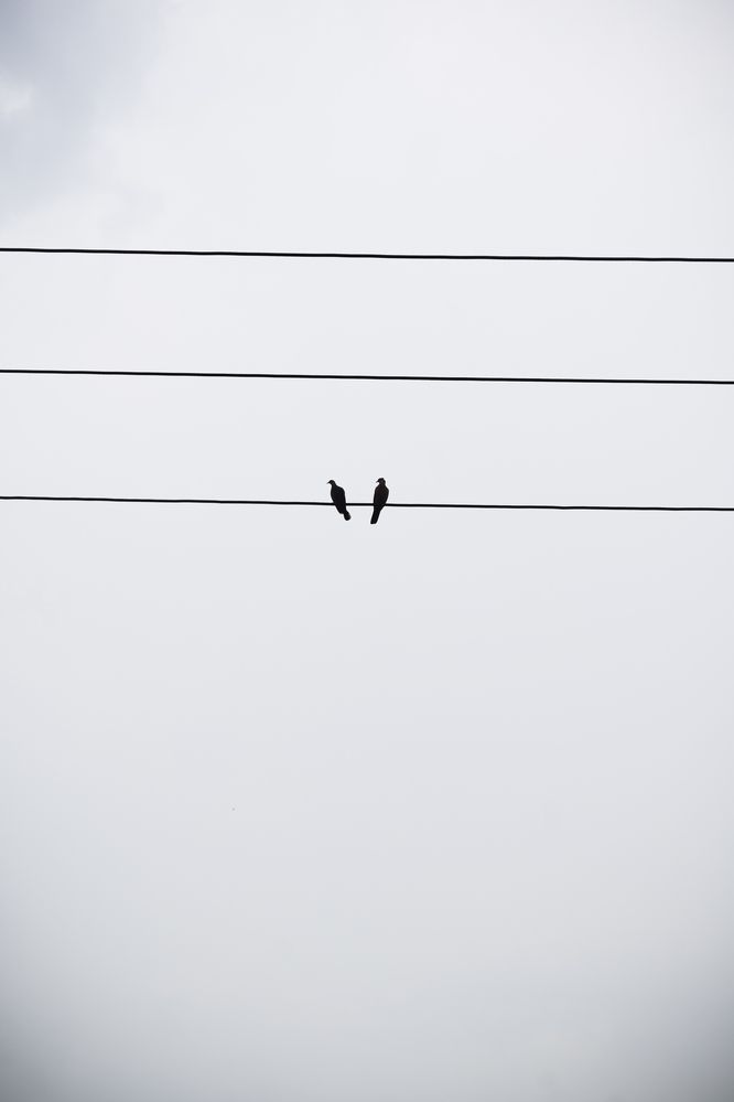 Love Birds