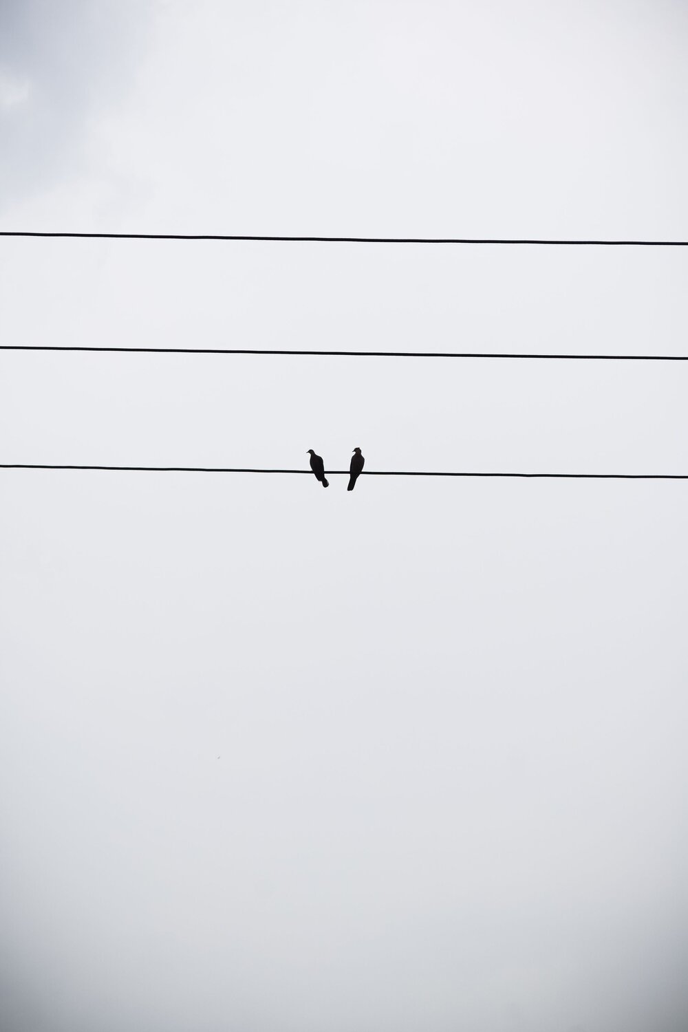 Love Birds