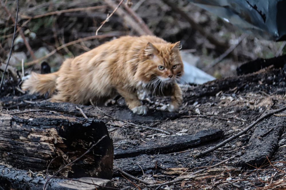 Photograph by Дмитрий Хохуля