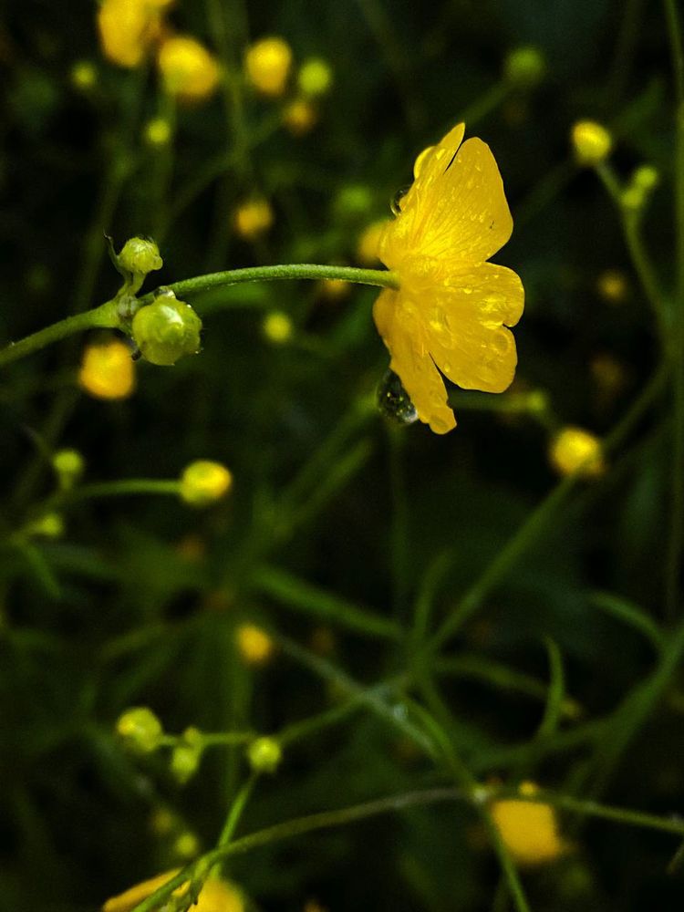 Photograph by Анастасия Гульванюк