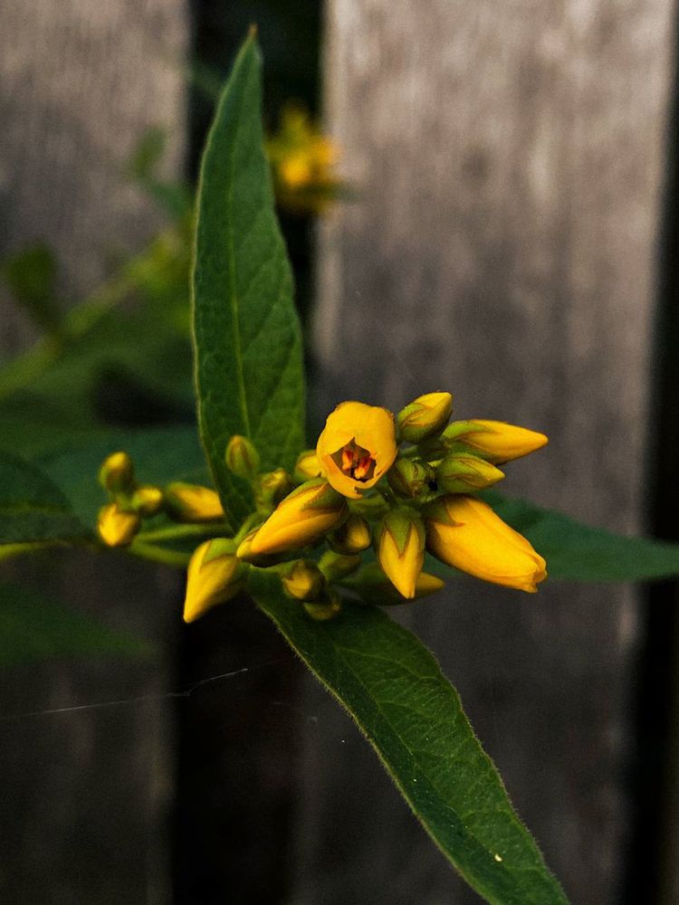 Photograph by Анастасия Гульванюк